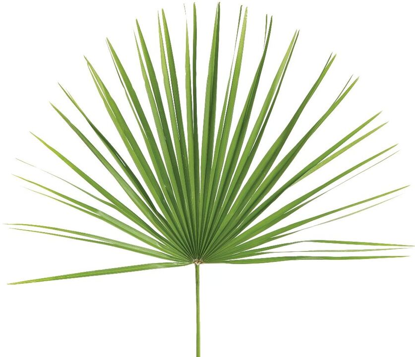 sabal palm in Predstonorm capsules